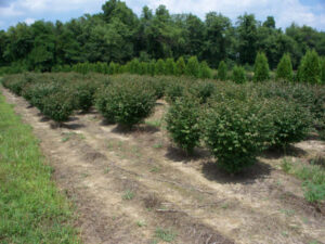 Alatus Compacta shrubs