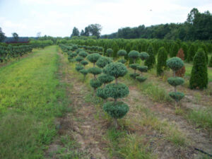 blue poodle conifers