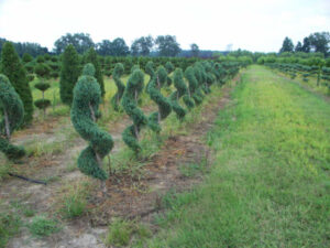 blue spiral conifers
