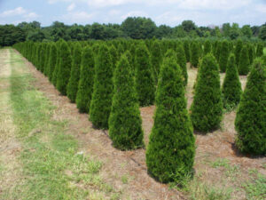 canaerti juniper trees
