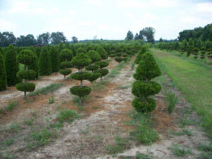 canaerti juniper trees