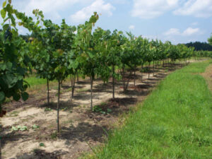 Eastern Redbud trees