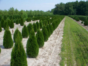 emerald green arborvitae