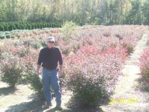 Euonymous Alatus Compacta shrubs