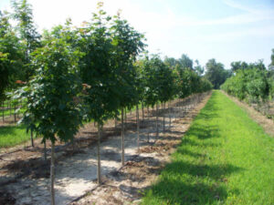 Green Mountain Sugar Maple trees