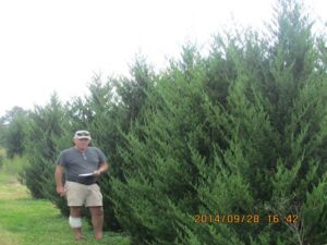 conifer trees for sale