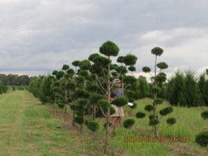 topiary conifers