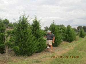 wholesale conifer trees