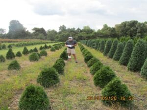 wholesale tree farm