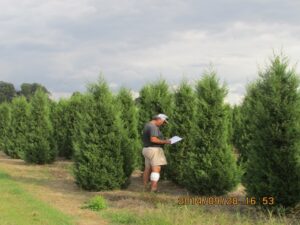 conifer trees for sale