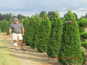wholesale tree farm