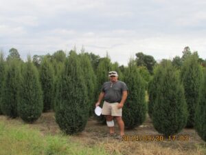 tree farm