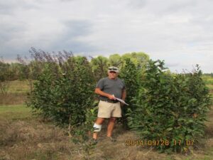 Green Mountain Sugar Maple trees