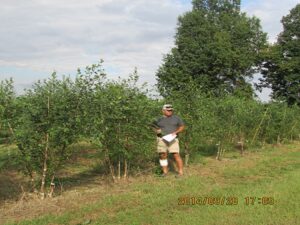Green Mountain Sugar Maple trees