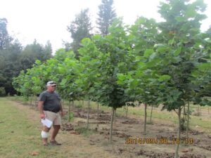 trees on nursery farm