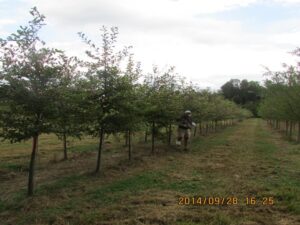 trees on nursery farm