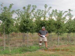 trees on nursery farm