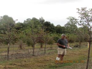 trees on nursery farm