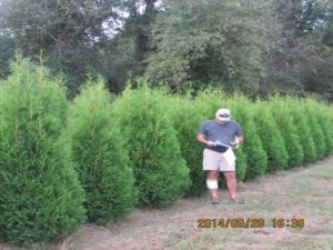 wholesale conifer trees