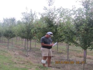 trees on nursery farm