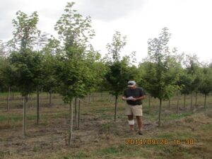 trees on nursery farm
