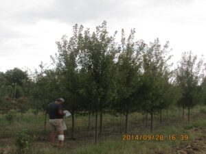 trees on nursery farm