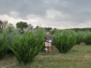 juniper trees for sale
