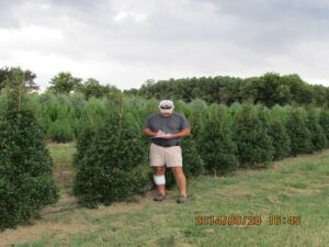wholesale trees for sale