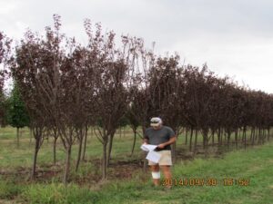 trees on nursery farm