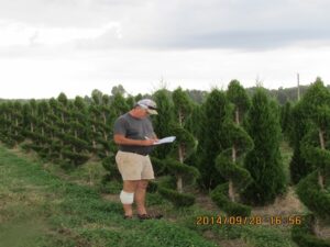 spiral conifer trees for sale