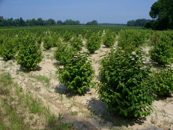 shrub photo gallery