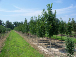 trees on nursery farm