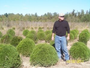 little giant arborvitae
