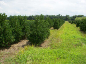 Nellie Stephens Holly trees