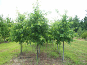 Pin Oak trees