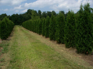 pyramidal arborvitae