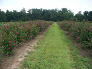 Red Althea shrubs