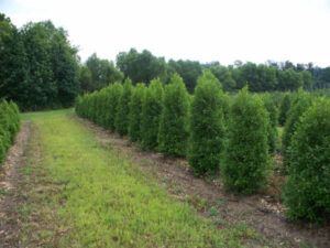 Savannah Holly trees