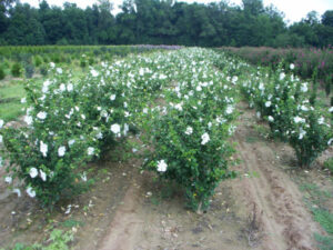 Single White Althea shrubs