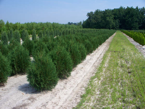 conifer photo gallery