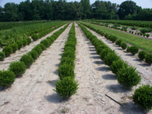 Wintergreen Boxwood shrubs